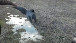 Crow hunting. Кроухантинг. Взяли дичь с расстояния 100 метров.