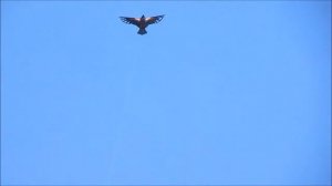 Воздушный змей гордый орел против дикого сокола