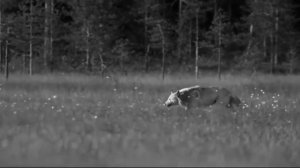 T1One- Волки (Vidio 2021) bass