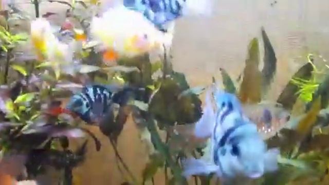 Карликовый попугай.Шифоновый попугай. смотреть онлайн