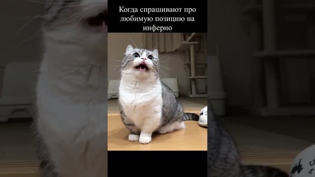 #кс2 #мем #хоумлендер