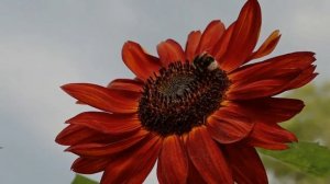 СУПЕР ПАМЯТЬ (ЗАПОМИНАТЬ ВСЕ) ПОДСОЗНАТЕЛЬНЫЕ ВНУШЕНИЯ (СКРЫТЫЙ НАСТРОЙ СЫТИНА)