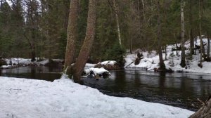 Река в лесу. Наступление весны! Музыка воды и природы.