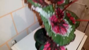 Королевская бегония Merry Christmas