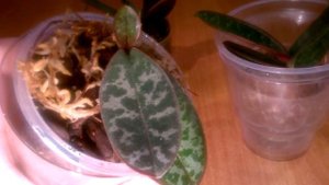 ФАЛЕНОПСИС СТЮАРТИАНА _ Какой должен быть окрас листьев _