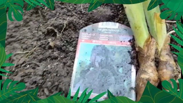 Planting Irises, Day Lily and Tigridia Pavonia смотреть онлайн