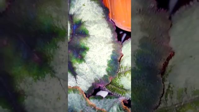 begonia escargot, begonia siput canttik yang sedang berbunga