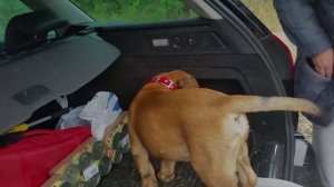 пандус для собак