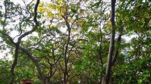 MANGROVES BOARDWALK PANJIM | GOA TOURISM