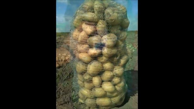 Сорт Ривьера заготовка семян смотреть онлайн