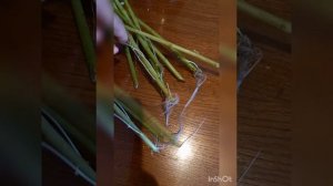 очиток. размножение черенками. осень 2021г