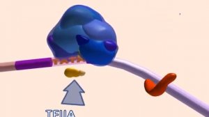 ТРАНСКРИПЦИЯ - синтез мРНК