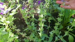 🌷Что выросло из семян цветов?⚘