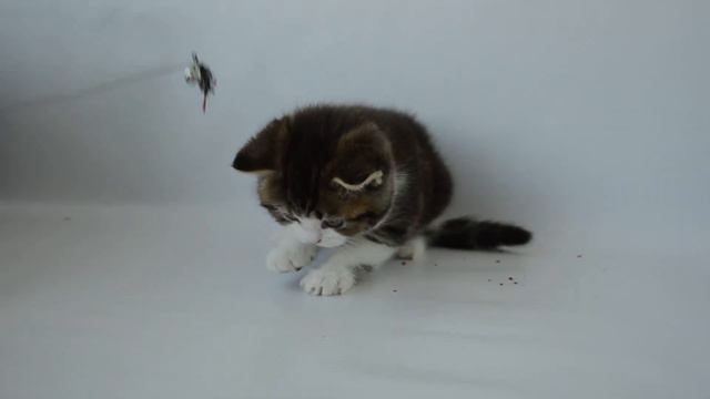 Шотландский (Scottish Straight) котёнок Фаворит. смотреть онлайн