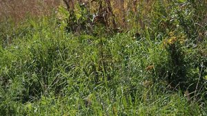 macro ( собрал макро объектив из Индустар 61ЛД)