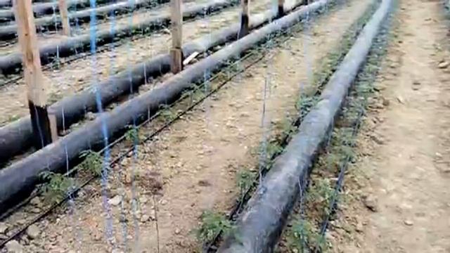 Две недели после посадки.Томат Пинк Парадайс! # томаты #пинкпорадайс смотреть онлайн