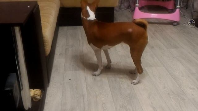 Басенджи против жука! смотреть онлайн