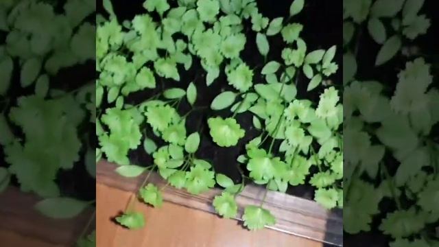 Посадили с Сашей петрушку дома на подоконнике стоит и мёрзнет??? смотреть онлайн