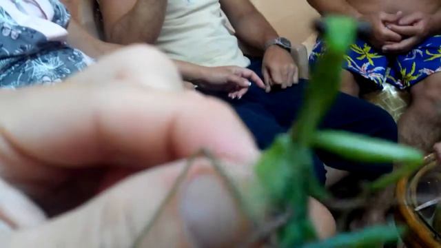 палочник богомол