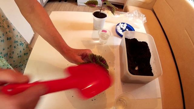 Как посадить колеус с заранее укорененным черенком. Посадка колеуса смотреть онлайн