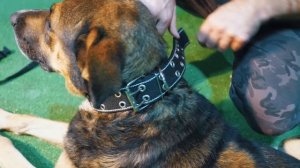 ОДЕЛИ на СЫЧА GPS трекер! Как далеко они летают?