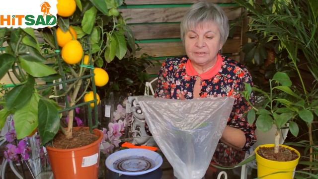 КАК ВЫРАСТИТЬ ЛИМОН ИЗ КОСТОЧКИ ✔️ КОМНАТНЫЙ ЛИМОН - уход, чем удобрять, особенности выращивания смотреть онлайн