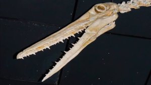 Пелагорнис. Крупнейшая в истории летающая птица. Вымершее животное. Видео про животных