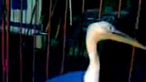 Укус пеликана