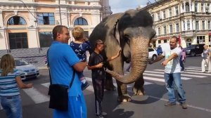 По улице слона водили! !! Вовочка кормит слона