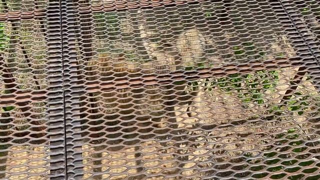 Молодые львы окружили взрослую львицу ! смотреть онлайн