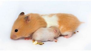 ТОП 10 самых интересных фактов о ХОМЯКАХ