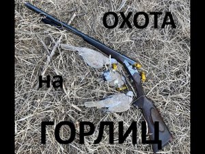 Охота на горлиц (Ростовская область, МР-43 20 калибра, патроны СКМ).