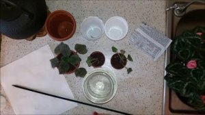 03. Актара. Обработка новых фиалок и цикламена