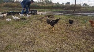 как разработать целину