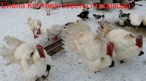 Совместное содержание кроликов и птицы.