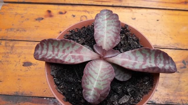 Kalanchoe humilis e kalanchoe fantasma смотреть онлайн