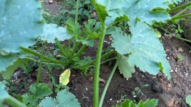 TV и Роза _ Дачные зарисовки _ Солис смотреть онлайн