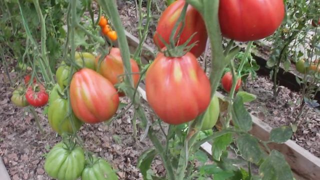 Сорт - "ИНЖИР РОЗОВЫЙ". Томаты от Фёдора. смотреть онлайн