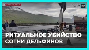 Сотню дельфинов принесли в жертву ради ритуала на Фарерских островах - Москва 24