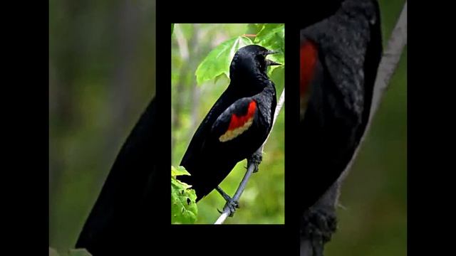 Звуки природы для расслабления, сна, работы, учебы.