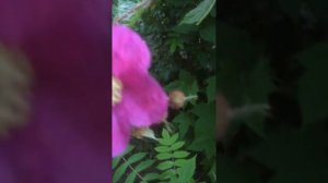 малина калифорнииская или малина душистая г выкса саит ---супер-огород7910орг -  тел8-906-351-1000