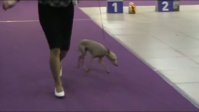 08.04.18 "Дельта-Пал", моно левреток смотреть онлайн