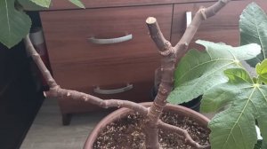 Черенки ИНЖИРА, инжир на балконе.