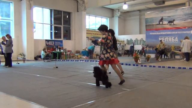 178 ПК ПУДЕЛЕЙ Челябинск 2018   Лакки Перфект Норберт