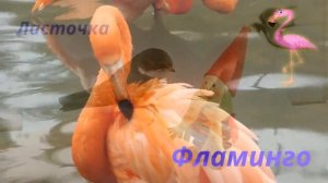 ПТИЦЫ ВИДЕО ПРО ПТИЦ НАЗВАНИЯ ПТИЦ Развивающее видео для детей ГУСЬ/ПАВЛИН/ВОРОНА/ОРЁЛ/ЗЯБЛИК/ТУКАН