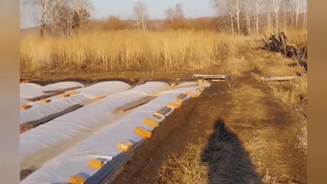 The first trip to the country after winter /Strawberries from Victoria /Garden and vegetable garden смотреть онлайн