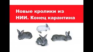 Новые кролики из НИИ пушного звероводства и кролиководства. Конец карантина. Подводим итоги.
