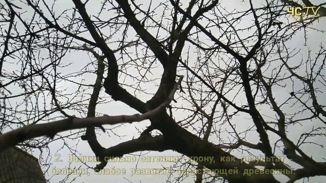 ВОЛЧКИ, ЖИРОВИКИ на дереве. НЕ ДОВЕДИ ДО ТАКОГО!