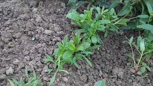 Какие цветы выросли из семян многолетников через месяц?