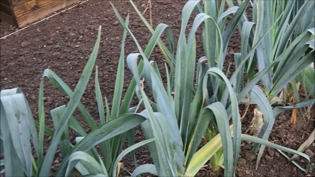 Castle Hill Garden November Garden Update смотреть онлайн